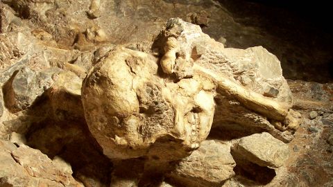 Afrique du Sud – Cradle of Humankind – Little Foot