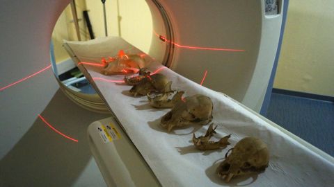 Museum de Toulouse: numérisations 3D
