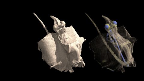 Museum de Toulouse – 3D Jenny Haniver