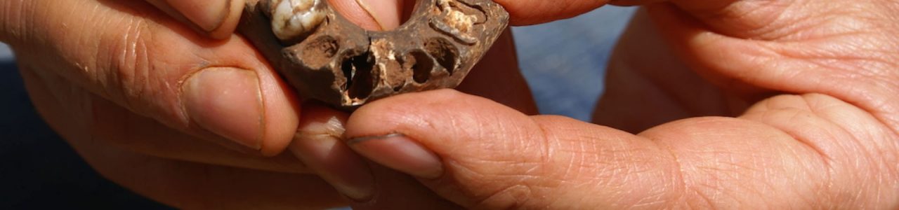 Fossile 2
