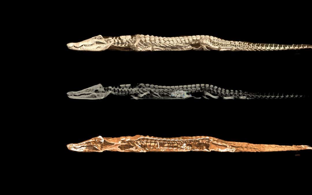 3D digitization of a crocodile for the British Museum