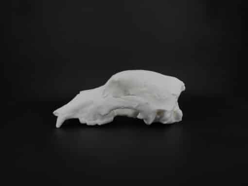 Facsimilés d’empreintes animales de la grotte chauvet – cité des sciences de paris