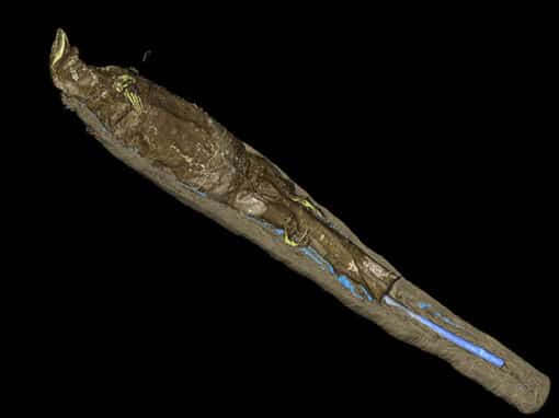 tomographie rayons X d’une momie de varan – musée granet