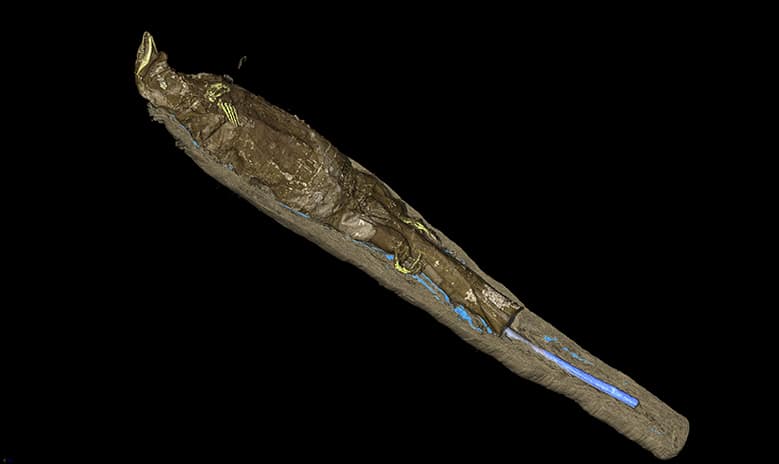X RAYS TOMOGRAPHY OF A monitor lizard – musée granet