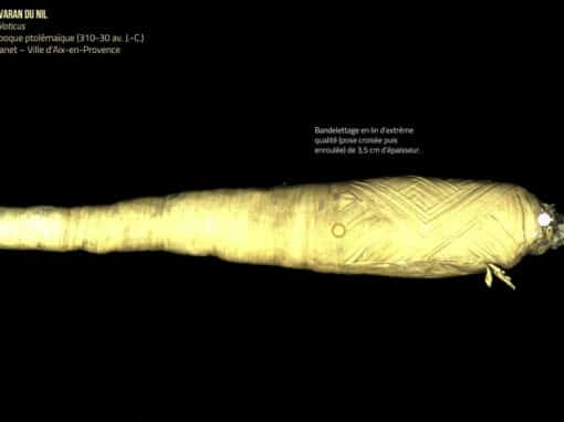 3D Vizualisations and interactive contents for mummies exhibition – natural history museum of toulouse